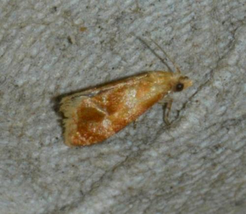 Gynnidomorpha rubricana